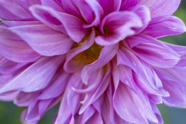 Pembe yıldız çiçeğine yaklaş.