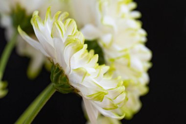 Güzel kasımpatılar, çiçekler, yakın görüş.