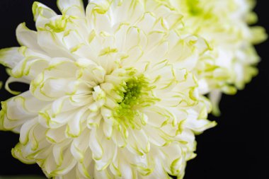 Güzel kasımpatılar, çiçekler, yakın görüş.