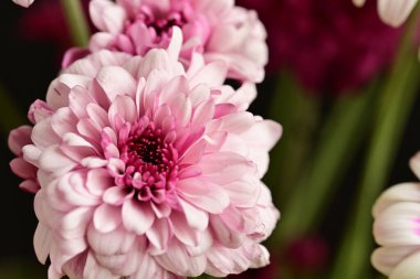 Güzel kasımpatılar, çiçekler, yakın görüş.