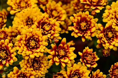 Güzel kasımpatılar, çiçekler, yakın görüş.