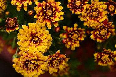 Güzel kasımpatılar, çiçekler, yakın görüş.