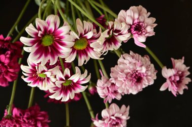 Güzel kasımpatı çiçekleri, yakın görüş