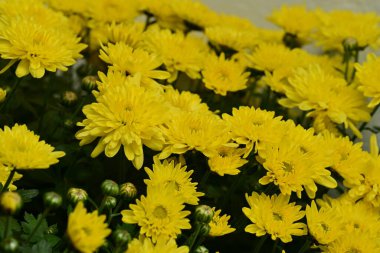 Sarı kasımpatılar yazın bir parkta çiçek açar.