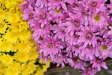 Bahçe güzel Kasımpatı çiçeği.