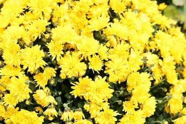 Sarı kasımpatılar bahçede