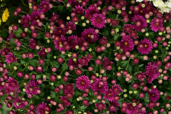 beautiful pink flowers background.
