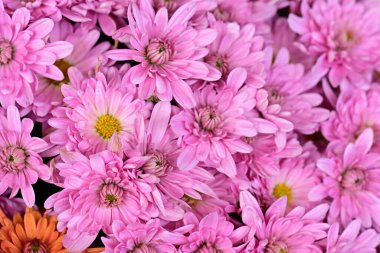 Bahçede güzel pembe çiçekler