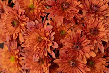 Güzel çiçeklere yakın kasımpatılar 