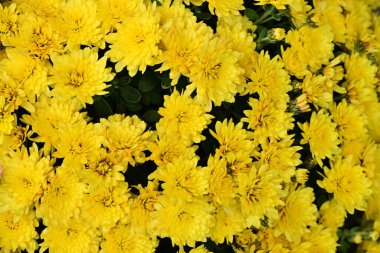 Güzel sarı kasımpatılara yakın dur.