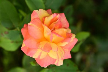 Bahçedeki güzel çiçek, gül 