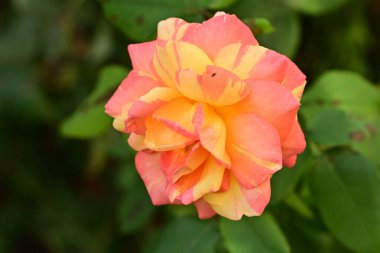 Bahçedeki güzel bir çiçeğe yakın çekim