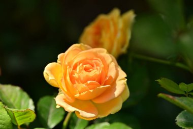 Bahçedeki güzel sarı gül