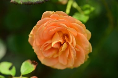 Gül, güzel botanik çekim, doğal duvar kağıdı.