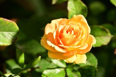 Bahçedeki güzel sarı gül