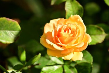 Bahçedeki sarı gül