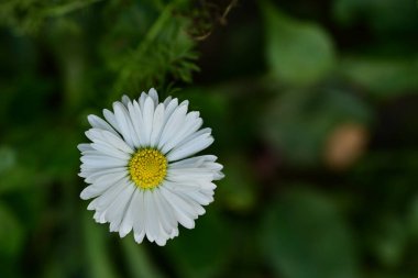 Bahçedeki güzel papatya çiçeği