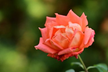 Güneşli bir bahar gününde çiçek açmış güzel bir gül.