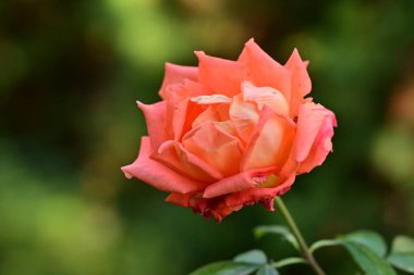 Bahçede güzel pembe bir gül.