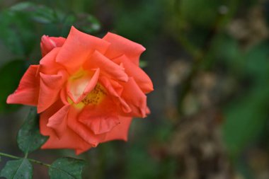 Gül, güzel botanik çekim, doğal duvar kağıdı.