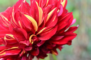 Kırmızı yıldız çiçeğinin güzel çiçeği