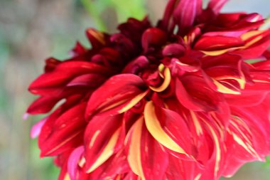 Bahçedeki bir yıldız çiçeği.