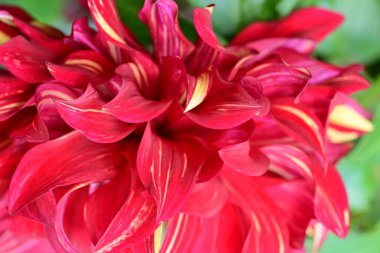 Kırmızı çiçek kadar yakın