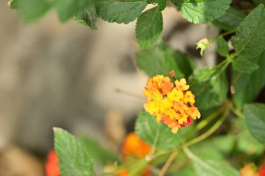 Bahçedeki güzel sarı çiçekler