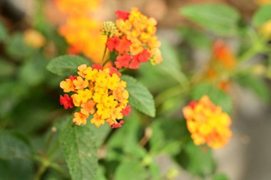Bahçedeki güzel sarı çiçekler