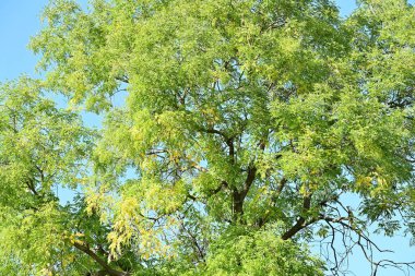 Mavi gökyüzü arkaplanına karşı ağaç dalları