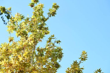 Mavi gökyüzü arkaplanına karşı ağaç dalları