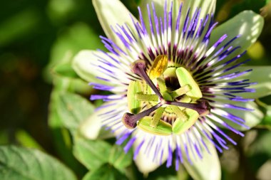 Çiçek, güzel botanik çekimi, doğal duvar kağıdı.