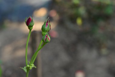 Bahçedeki güzel çiçekler