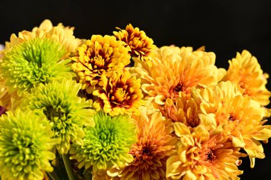 Koyu arkaplanda parlak chrysanmom buketi, yakın görüş.