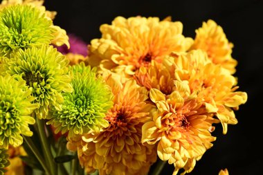 Koyu arkaplanda parlak chrysanmom buketi, yakın görüş.