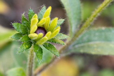 Ormanda güzel bir çiçek