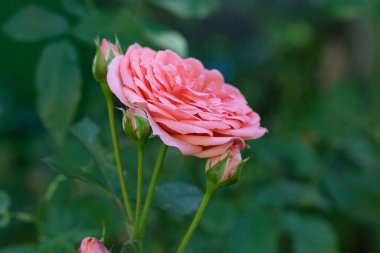 Bahçedeki pembe gül