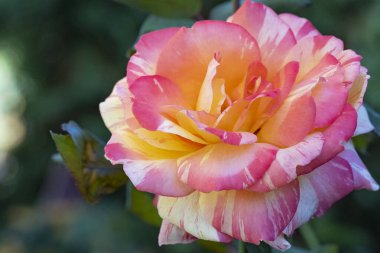 Güzel çiçek, bahçede büyüyen gül, doğa bitki örtüsü.