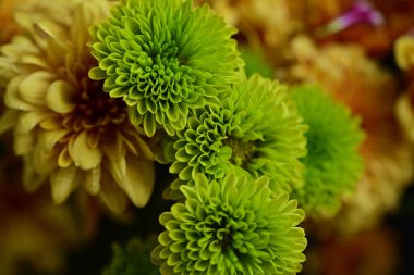 Koyu arkaplanda parlak chrysanmom buketi, yakın görüş.