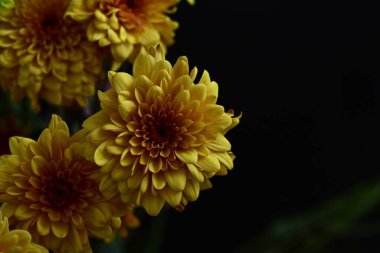 Koyu arkaplanda güzel çiçekler 