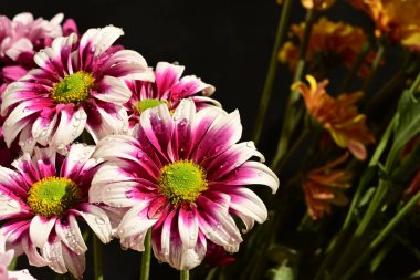 Güzel kasımpatı çiçekleri, yakın görüş