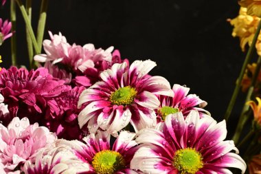 Güzel kasımpatı çiçekleri, yakın görüş