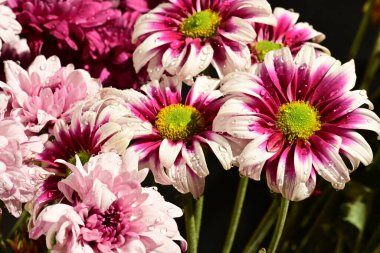 Güzel kasımpatı çiçekleri, yakın görüş