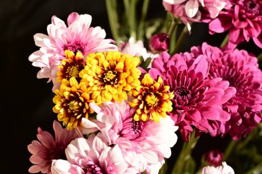 Güzel kasımpatı çiçekleri, yakın görüş