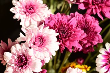 Güzel kasımpatı çiçekleri, yakın görüş