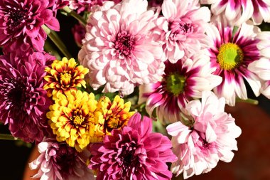 Güzel kasımpatı çiçekleri, yakın görüş