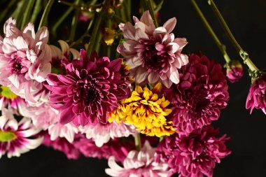 Güzel kasımpatı çiçekleri, yakın görüş