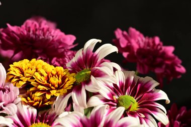 Güzel kasımpatı çiçekleri, yakın görüş