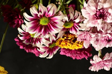 Güzel kasımpatı çiçekleri, yakın görüş