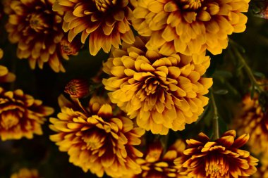 Koyu arkaplanda güzel turuncu çiçekler, yakın görüş